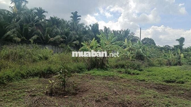 Bán - Đất Nông Nghiệp 1000m2 - 2000m2 Tách Thửa