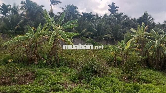 Bán - Đất Nông Nghiệp 1000m2 - 2000m2 Tách Thửa