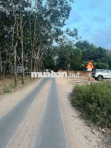 Bán đất tại Hòa Lợi, Bến Cát, Bình Dương, 55 tỷ, 4000 m2