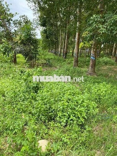 Bán đất tại Hòa Lợi, Bến Cát, Bình Dương, 55 tỷ, 4000 m2