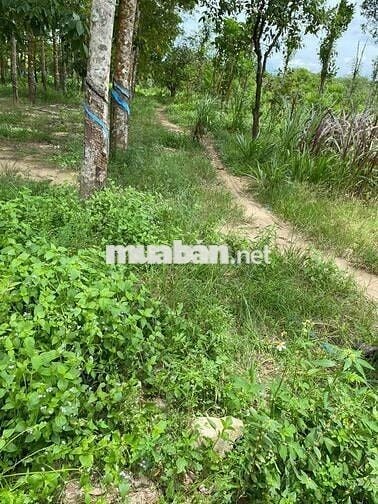 Bán gấp đất Hòa Lợi, Bến Cát, Bình Dương, 140 tỷ, 9400 m2 giá siêu hời