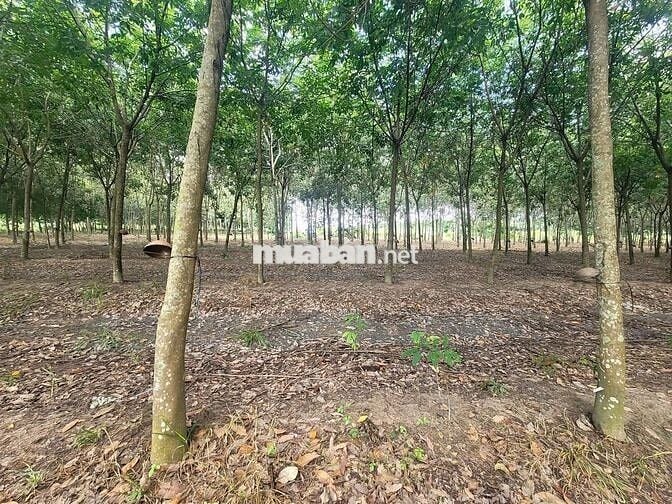 Bán gấp đất Hòa Lợi, Bến Cát, Bình Dương, 140 tỷ, 9400 m2 giá siêu hời