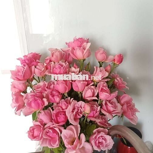 NHƯỢNG PHÒNG FULL ĐỒ KK KĐT LIDECO CĂN GÓC CÓ BAN CÔNG 2MẶT THOÁNG 3TR