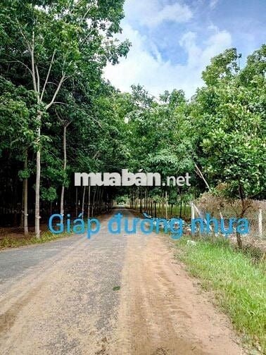 Giảm mạnh 1 tỷ, bán nhanh khu vườn đẹp 2ha vuông vức, Mặt tiền 140m