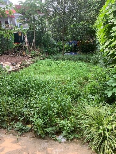CHÍNH CHỦ CẦN BÁN GẤP ĐẤT TẠI YÊN NGHĨA 