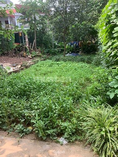 CHÍNH CHỦ CẦN BÁN GẤP ĐẤT TẠI YÊN NGHĨA 