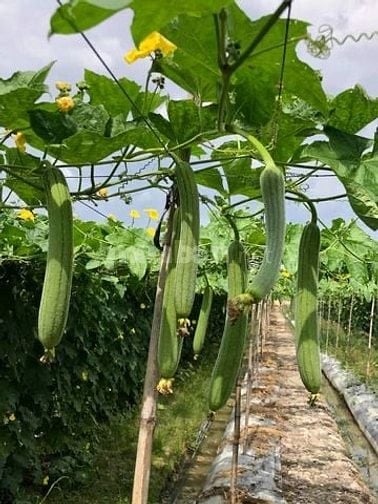 457m2 hẻm XH Lê Văn Lương xã Nhơn Đức 1,5 tỷ