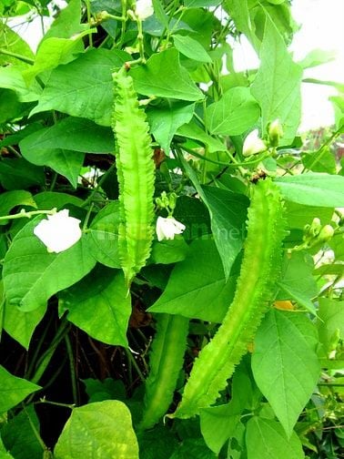 457m2 hẻm XH Lê Văn Lương xã Nhơn Đức 1,5 tỷ