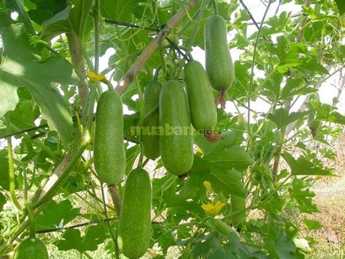 457m2 hẻm XH Lê Văn Lương xã Nhơn Đức 1,5 tỷ