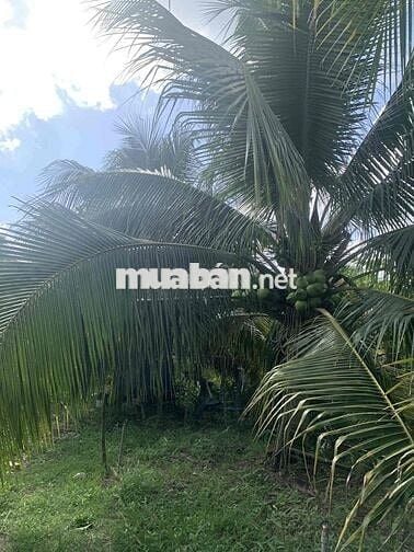 Đất vườn dừa 8000m2 Châu Thành Bến Tre