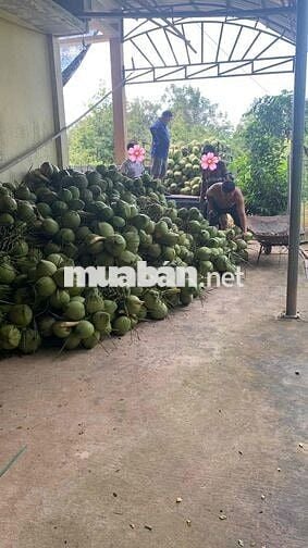Đất vườn dừa 8000m2 Châu Thành Bến Tre