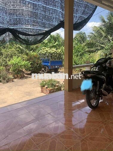 Đất vườn dừa 8000m2 Châu Thành Bến Tre