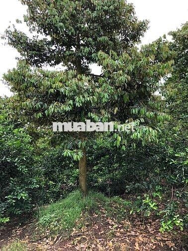 Đất vườn dừa 8000m2 Châu Thành Bến Tre