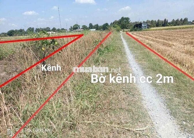 hàng hiếm , dt: 600m2 giá chỉ có 499tr , bình tịnh - tân trụ - long an