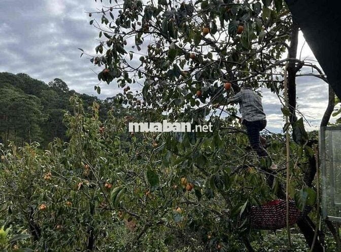 1000m2 620Triệu Đất Vườn View Sân Mây Cần Bán Gấp Tặng Luôn Vườn Hồng