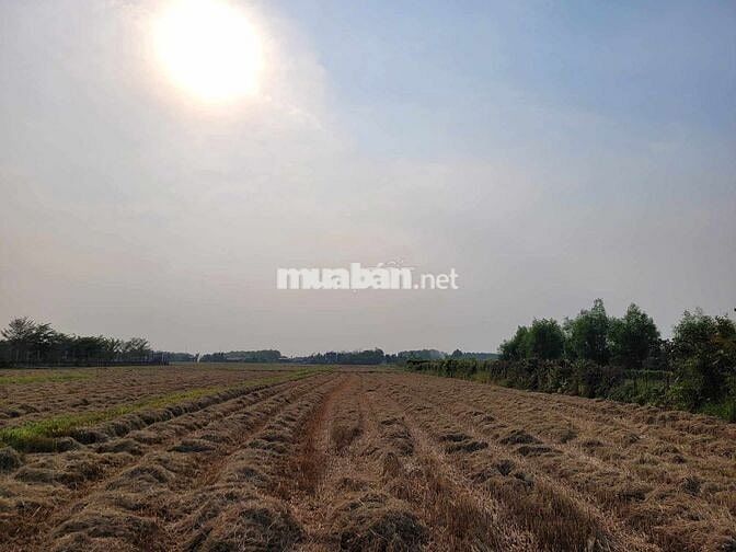 THANH LÝ LÔ ĐẤT 3741 TIỆN KHO XƯỞNG, NHÀ Ở MT TRUNG LẬP, CỦ CHI, HCM