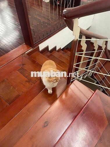 CẦN BÁN NHÀ MẶT TIỀN LÊ ĐẠI HÀNH – 2 MÊ, KHU PHỐ CỔ TP. BUÔN MA THUỘT