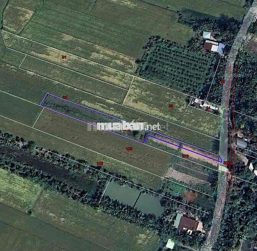 CẦN BÁN 1400M ĐẤT VƯỜN CLN THUỘC PHƯỜNG TÂN HẠNH, TỈNH VĨNH LONG