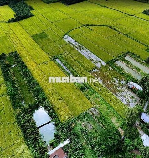 CẦN BÁN 1400M ĐẤT VƯỜN CLN THUỘC PHƯỜNG TÂN HẠNH, TỈNH VĨNH LONG