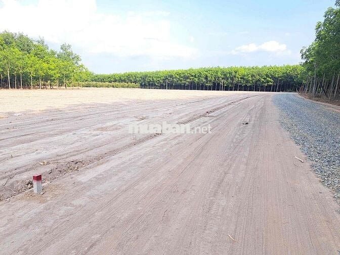 Bán gấp đất thổ cư phường Chơn Thành giá chỉ 300triệu