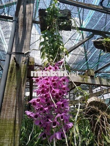 Lô góc 2 mặt tiền phước sơn phước đồng.