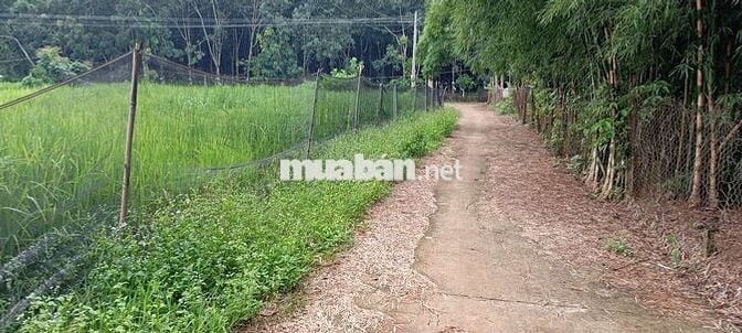 Cần bán đất chính chủ, đất ở nông thôn, có thể lên được thổ cư