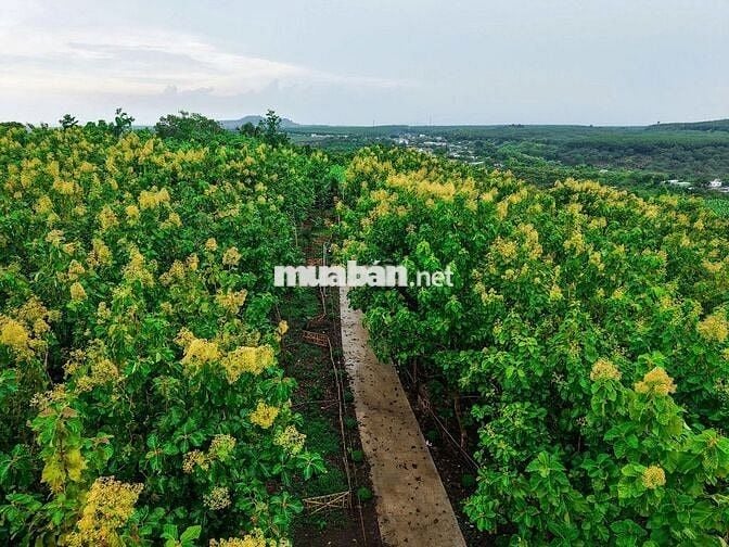 Khám Phá Mảnh Đất Nghỉ Dưỡng Tại Định Quán, Đồng Nai – "Đà Lạt Thứ 2"