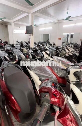 SH Việt Nam số lượng lớn- Giá chỉ hơn 30 triệu