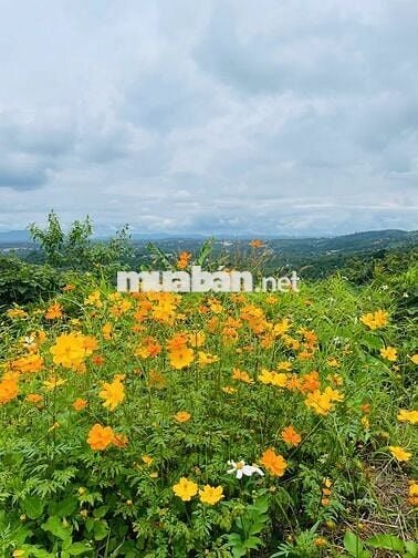 Bán lô đất 140m² full thổ cư tại Top Garden Hill 9B – View đẹp!