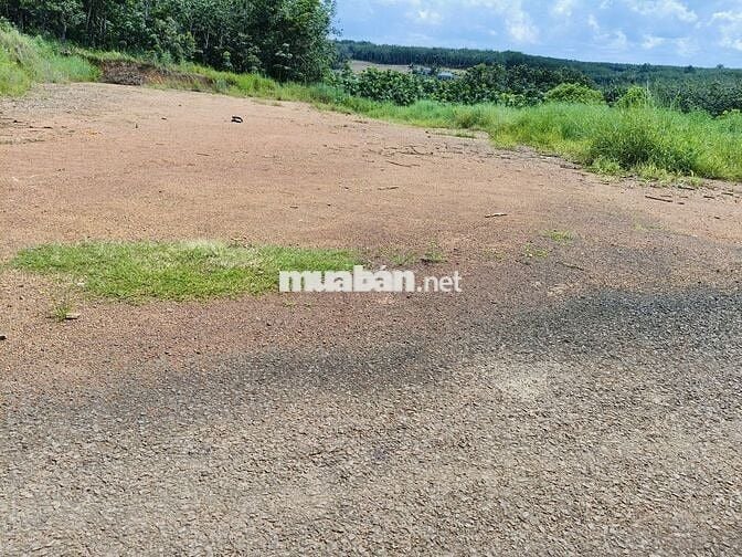🌳 CẦN BÁN LÔ ĐẤT NGAY SÁT TRƯỜNG TH  #1667M² - SẴN #100M² THỔ CƯ!