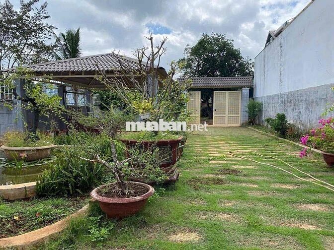 Cho thuê nhà vườn 500m2 hẻm 327 Y Moan có nội thất