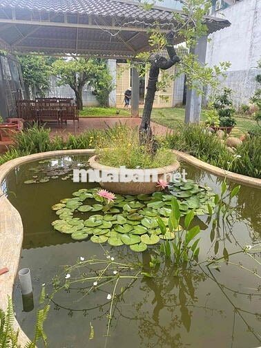 Cho thuê nhà vườn 500m2 hẻm 327 Y Moan có nội thất