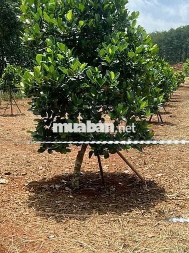 Cần bán gấp vườn mít 1000m2 giá 200tr