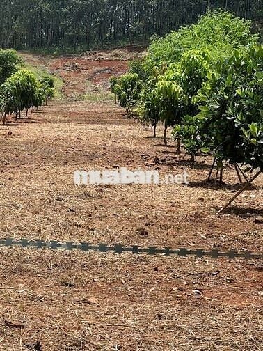 Cần bán gấp vườn mít 1000m2 giá 200tr