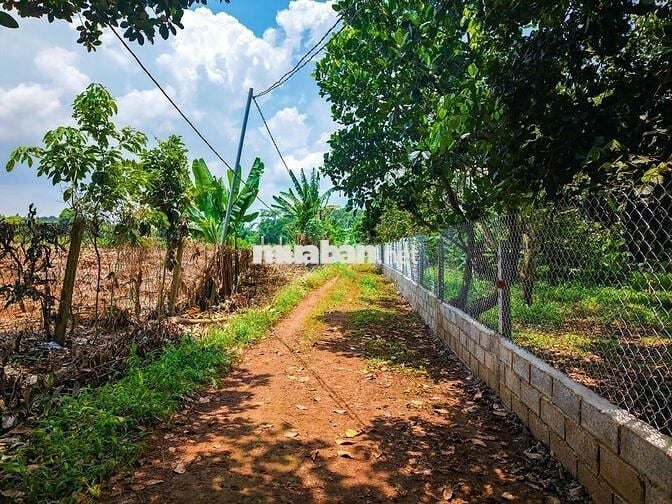 Bán Gấp Lô Đất Vườn Trái Cây Tại Quang Trung, Thống Nhất, Đồng Nai