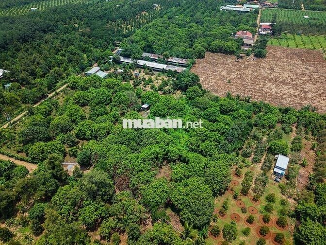 Bán Gấp Lô Đất Vườn Trái Cây Tại Quang Trung, Thống Nhất, Đồng Nai