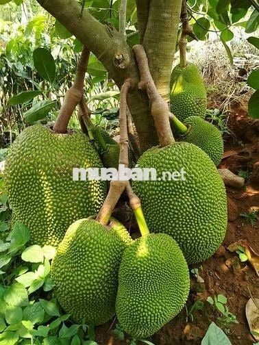 Bán Gấp Lô Đất Vườn Trái Cây Tại Quang Trung, Thống Nhất, Đồng Nai