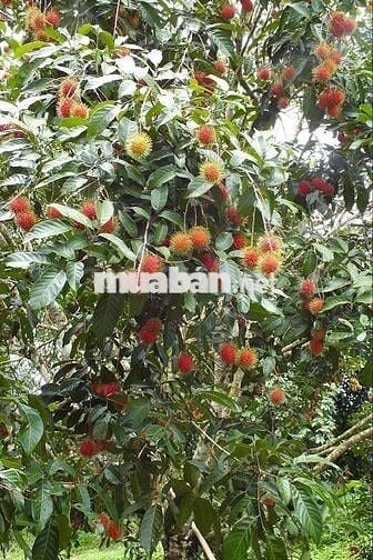Bán Gấp Lô Đất Vườn Trái Cây Tại Quang Trung, Thống Nhất, Đồng Nai