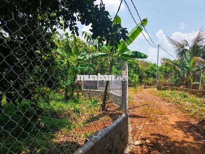 Bán Gấp Lô Đất Vườn Trái Cây Tại Quang Trung, Thống Nhất, Đồng Nai