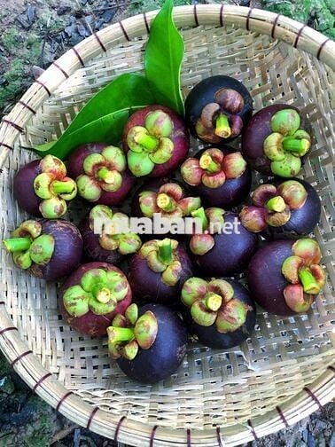Bán Gấp Lô Đất Vườn Trái Cây Tại Quang Trung, Thống Nhất, Đồng Nai