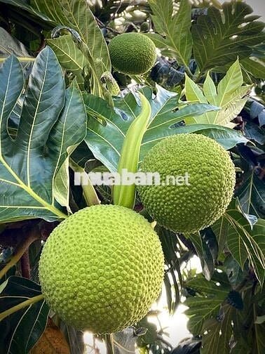 Bán Gấp Lô Đất Vườn Trái Cây Tại Quang Trung, Thống Nhất, Đồng Nai