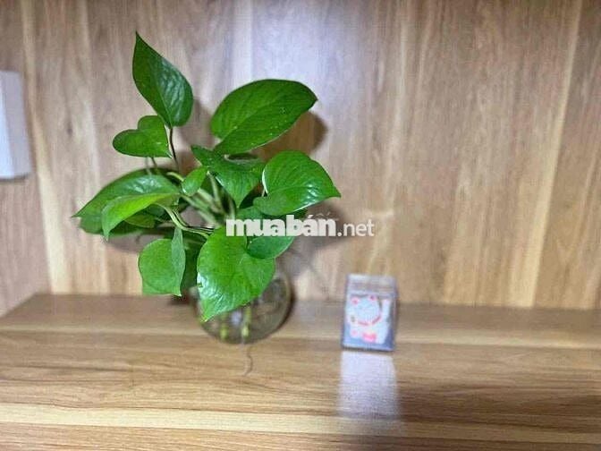 Ký túc xá gần các trường ĐH: Spkt, Ngân hàng, Cđ Công nghệ Thủ Đức,..