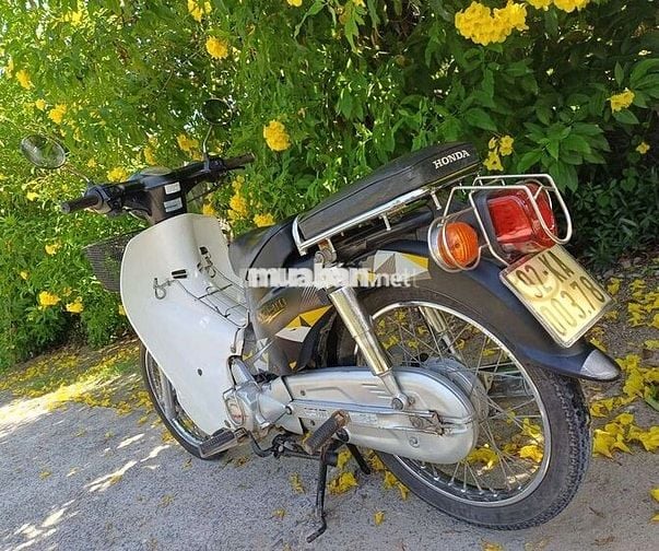 Cup Dalim 50cc 2020