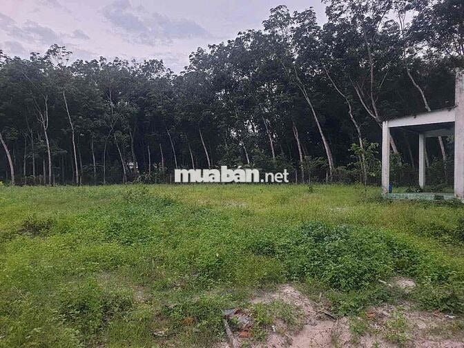 BÁN ĐẤT LAI HƯNG 85, GIÁ RẺ 15tỷ đường nhựa lớn