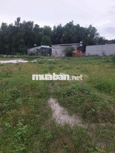BÁN ĐẤT LAI HƯNG 85, GIÁ RẺ 15tỷ đường nhựa lớn