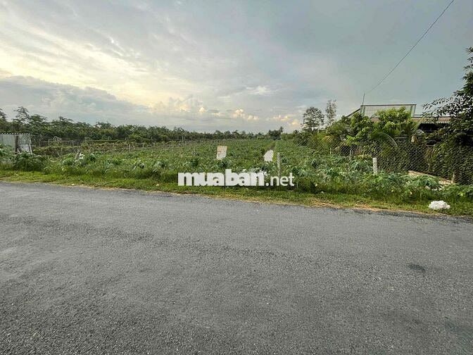 BÁN 3133M2 CLN TẠI BÌNH MINH, VĨNH LONG - GIÁ 22 TỶ