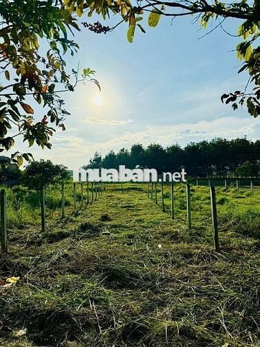 Đất full thổ cư 219m2 5x44 ngay chợ Suối Sâu giá 780tr, đường nhựa 6m