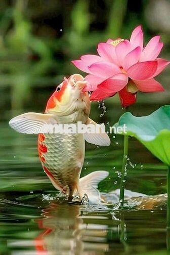 Quỹ Đất Mặt Tiền Tầm Vu, Hưng Lợi, Ninh Kiều, Tp. Cần Thơ