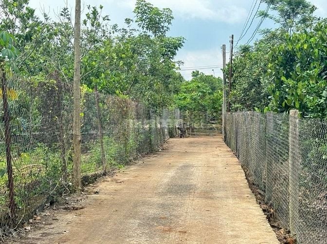 Vườn cây trái vuông vức đẹp oto vao tận nơi