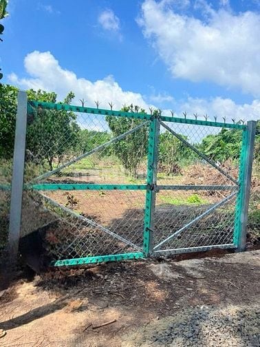 Vườn cây trái vuông vức đẹp oto vao tận nơi